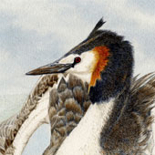 Russell Lister Wildlife Artist